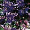 wf_columbine_dwarf.jpg